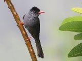 Square-tailed Bulbul - Ghatsbuulbuul (Hypsipetes ganeesa)