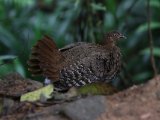 Sri Lanka Jungelfowl - Ceylonhoen (Gallus lafayettii)