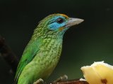 Yellow-fronted Barbet - Ceylonese Baardvogel (Psilopogon flavifrons)