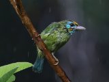 Yellow-fronted Barbet - Ceylonese Baardvogel (Psilopogon flavifrons)