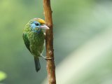 Yellow-fronted Barbet - Ceylonese Baardvogel (Psilopogon flavifrons)