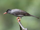 Square-tailed Bulbul - Ghatsbuulbuul (Hypsipetes ganeesa)