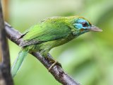 Yellow-fronted Barbet - Ceylonese Baardvogel (Psilopogon flavifrons)