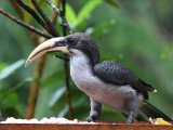 Sri Lanka Grey Hornbill - Ceylontok (Ocyceros gingalensis)