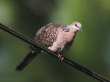 Spotted Dove - Parelhalstortel (Spilopelia chinensis)