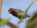 Scaly-breasted Munia - Muskaatvink (Lonchura punctulata)