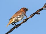 Scaly-breasted Munia - Muskaatvink (Lonchura punctulata)