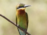 Blue-tailed Bee-eater - Blauwstaartbijeneter  (Merops philippinus)