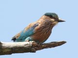 Indian Roller - Indische Scharrelaar (Coracias benghalensis)