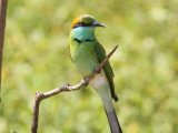 Green Bee-eater - Kleine Groene Bijeneter (Merops orientalis)