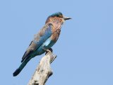 Indian Roller - Indische Scharrelaar (Coracias benghalensis)