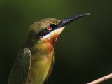 Blue-tailed Bee-eater - Blauwstaartbijeneter  (Merops philippinus)