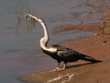 Oriental Darter - Indische Slangenhalsvogel (Anhinga melanogaster)