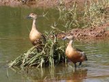 Lesser Whistling Duck - Indische fluiteend (Dendrocygna javanica)