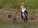 Painted Stork - Indische Nimmerzat (Mycteria leucocephala)