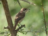 Brown Shrike - Bruine klauwier (Lanius cristatus)