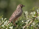 Jerdon's Bush Lark - Jerdons Leeuwerik (Mirafra affinis)