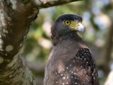 Crested Serpent Eagle - Indische Slangenarend  (Spilornis cheela)