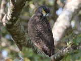 Crested Serpent Eagle - Indische Slangenarend  (Spilornis cheela)