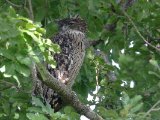 Brown Fish Owl - Bruine Visuil (Ketupa zeylonensis)