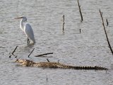 Intermediate Egret - Middelste zilverreiger, with company...