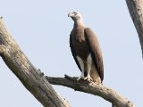 Grey-headed Fish Eagle - Grote Rivierarend (Haliaeetus ichthyaetus)