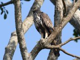Crested Hawk Eagle - Indische Kuifarend (Nisaetus cirrhatus)