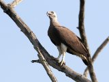 Grey-headed Fish Eagle - Grote Rivierarend (Haliaeetus ichthyaetus)