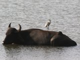 Eastern Cattle Egret - Oostelijke Koereiger (Bubulcus coromandus)