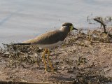 Yellow-wattled Lapwing - Malabarkievit (Vanellus malabaricus)