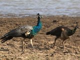 Indian Peafowl - Blauwe Pauw  (Pavo cristatus)