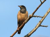 Rosy Starling - Roze Spreeuw (Pastor roseus)