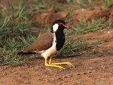 Red-wattled Lapwing - Indische Kievit (Vanellus indicus)