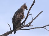 Crested Hawk Eagle - Indische Kuifarend (Nisaetus cirrhatus)