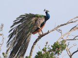 Indian Peafowl - Blauwe Pauw  (Pavo cristatus)