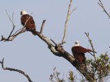 Brahminy Kite - Brahmaanse wouw (Haliastur indus)