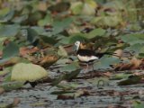 Pheasant-tailed Jacana - Waterfazant (Hydrophasianus chirurgus)