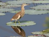 Indian Pond Heron - Indische Ralreiger (Ardeola grayii)