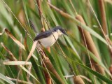 Grey-breasted Prinia - Grijsborstprinia (Prinia hodgsonii)