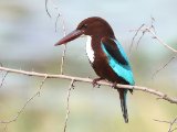 White-throated Kingfisher - Smyrnaijsvogel (Halcyon smyrnensis)