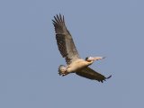 Spot-billed Pelican - Grijze Pelikaan (Pelecanus philippensis)