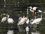 Eurasian Spoonbill - Lepelaar (Platalea leucorodia)