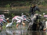 Oriental Darter - Indische Slangenhalsvogel (Anhinga melanogaster), with some other...