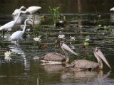 Spot-billed Pelican - Grijze Pelikaan (Pelecanus philippensis)