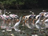 Painted Stork - Indische Nimmerzat (Mycteria leucocephala), with some Egret