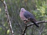 Sri Lanka Wood Pigeon - Ceylonhoutduif (Columba torringtoniae)