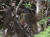 Sri Lanka Bush Warbler - Ceylonese Struikzanger (Elaphrornis palliseri)