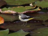 Grey Wagtail - Grote Gele Kwikstaart (Motacilla cinerea)