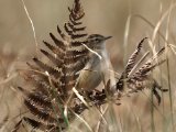 Zitting Cisticola - Graszanger (Cisticola juncidis)