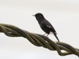 Pied Bush Chat - Zwarte Roodborsttapuit (Saxicola caprata)